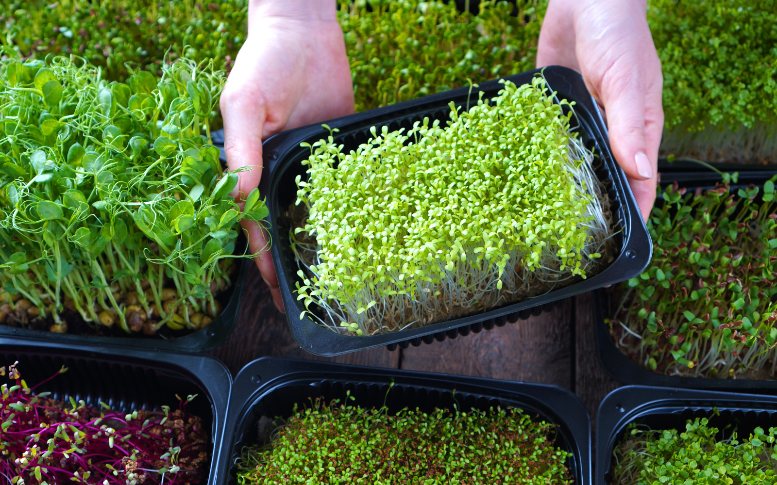 druhy semínek microgreens